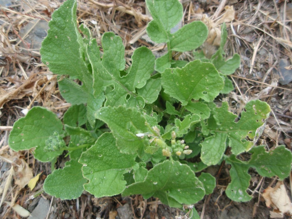 brassicacea ligure - Raphanus raphanistrum